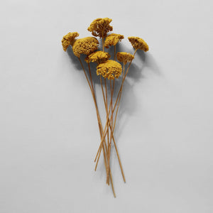 Dried Natural Yarrow - Second Chance Sale