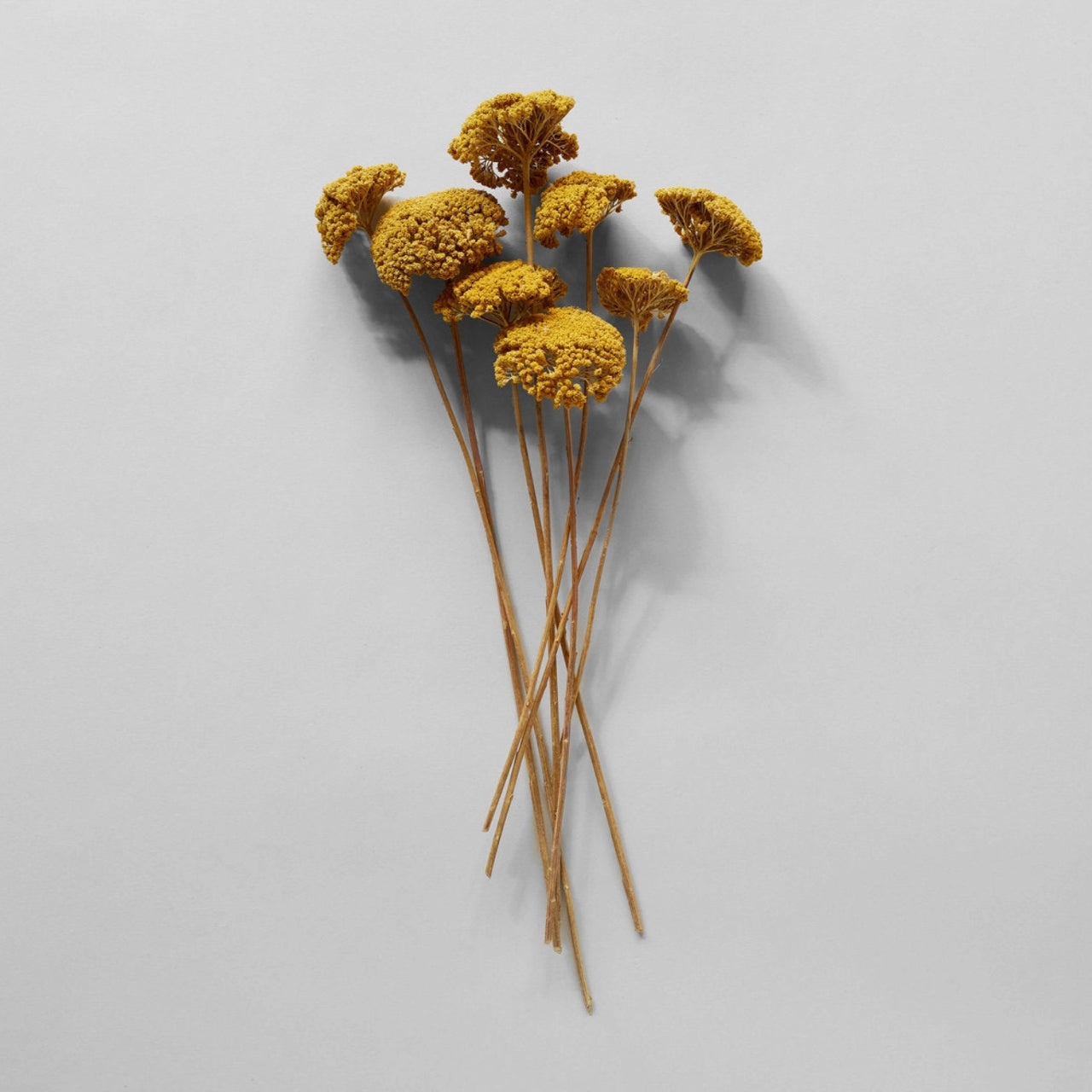 Dried Natural Yarrow - Second Chance Sale