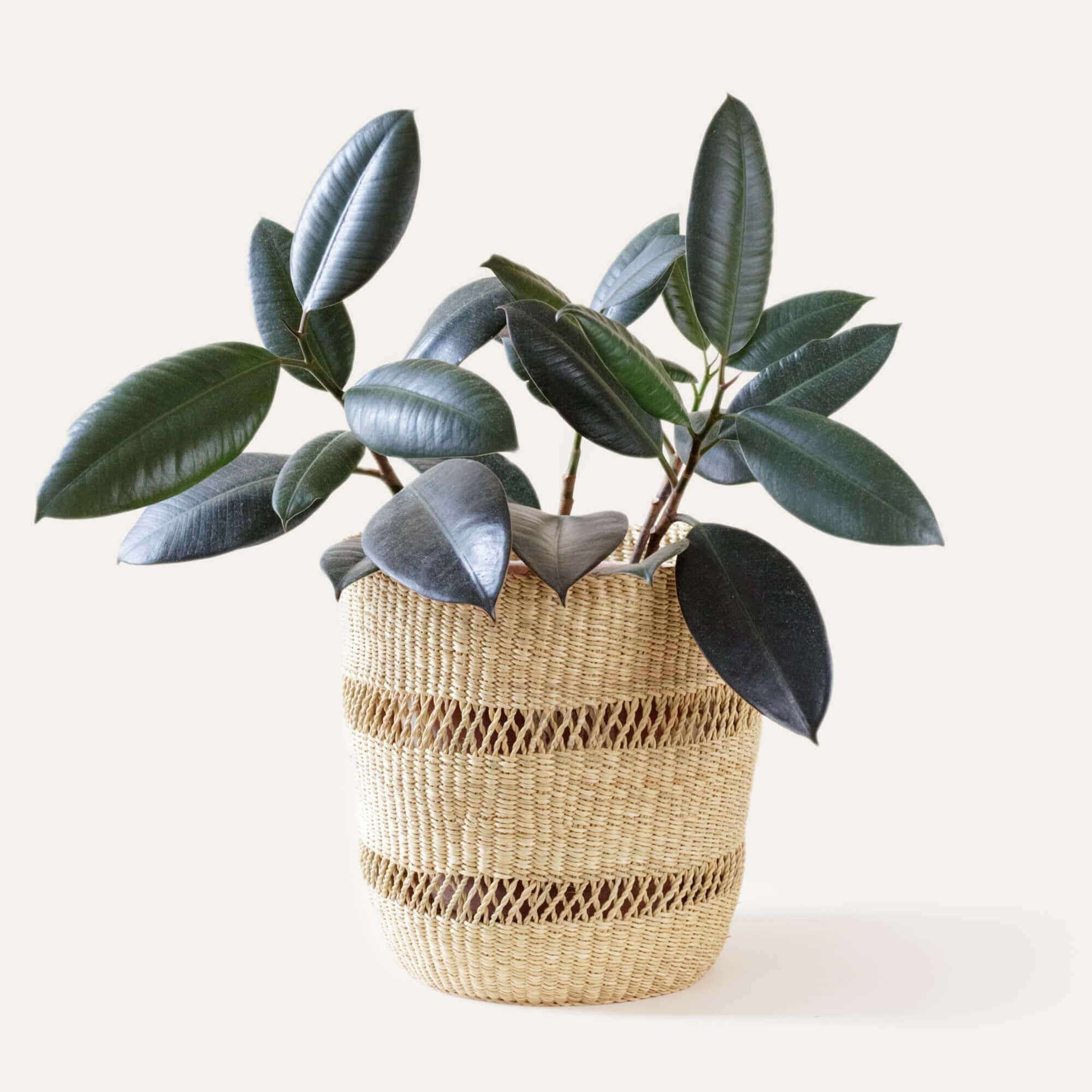 Bolga Planter