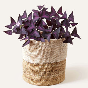 Two-Tone Banana Leaf Planter