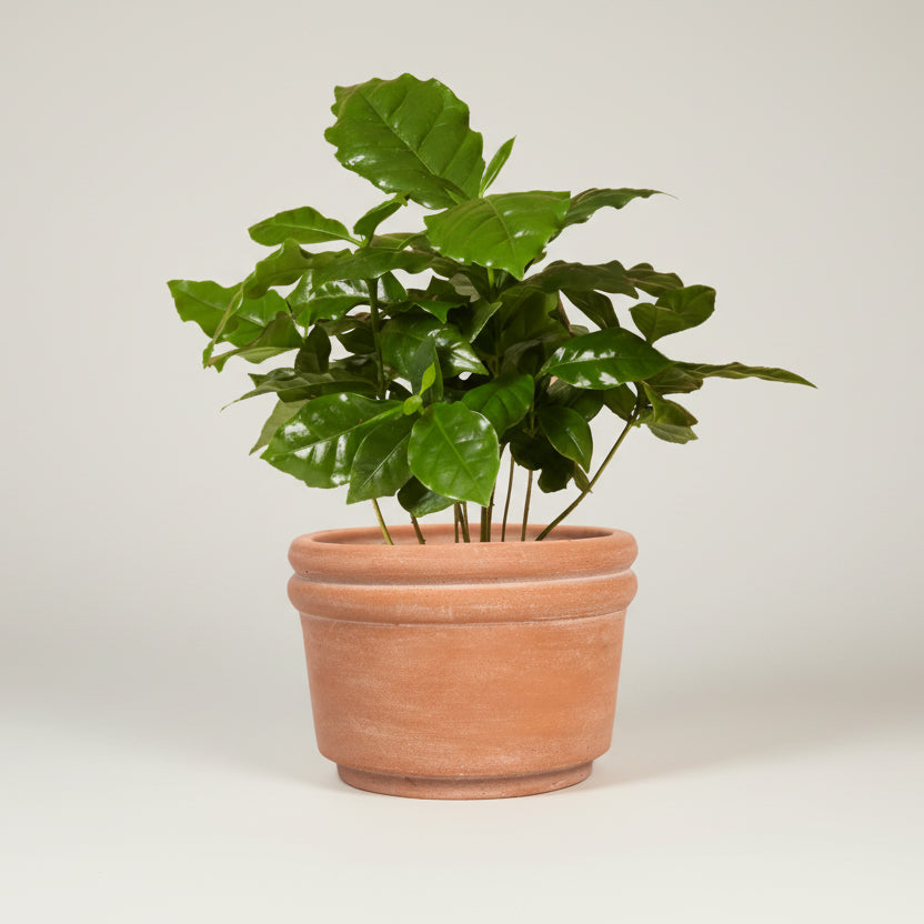Felipe Large Terracotta Planter