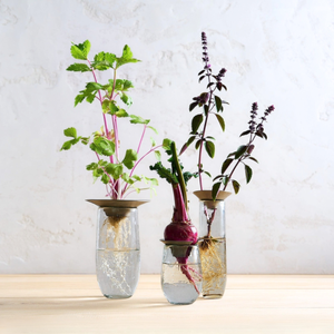 Floral Propagation Vases - Set of 3