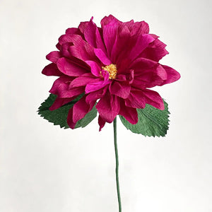 Dahlia Single Stem
