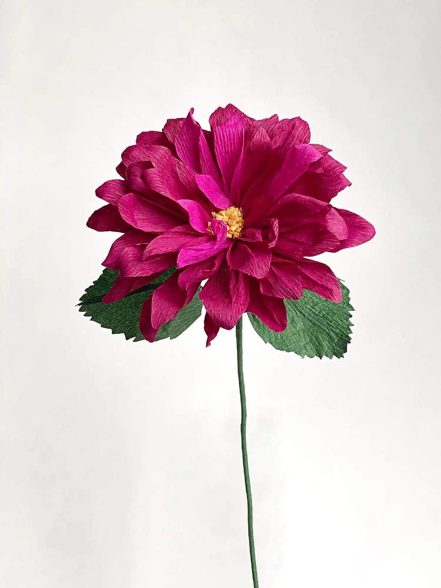 Dahlia Single Stem