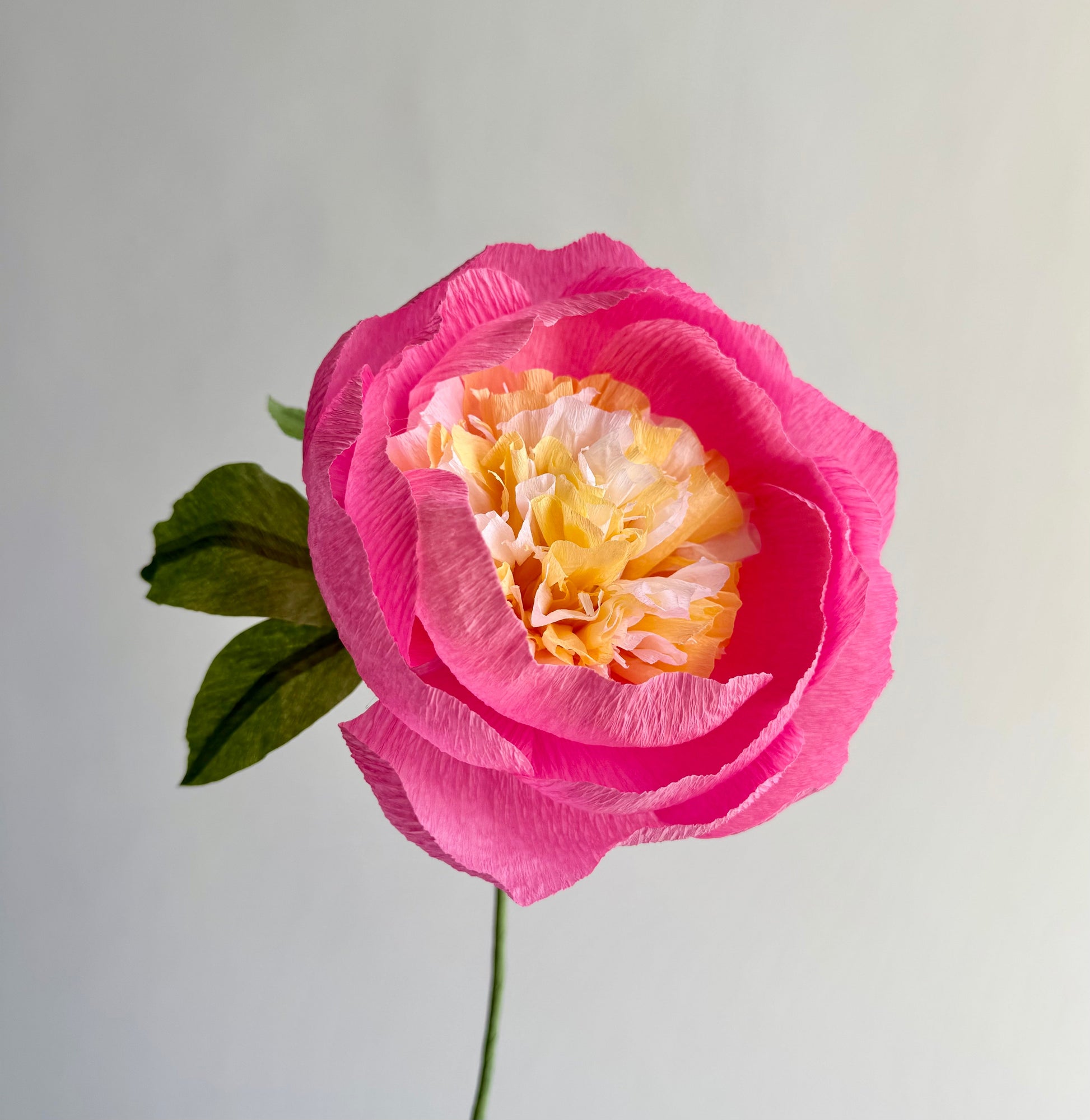Fluffy Peony