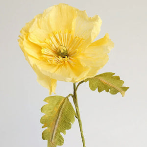 Icelandic Poppy Single Stem