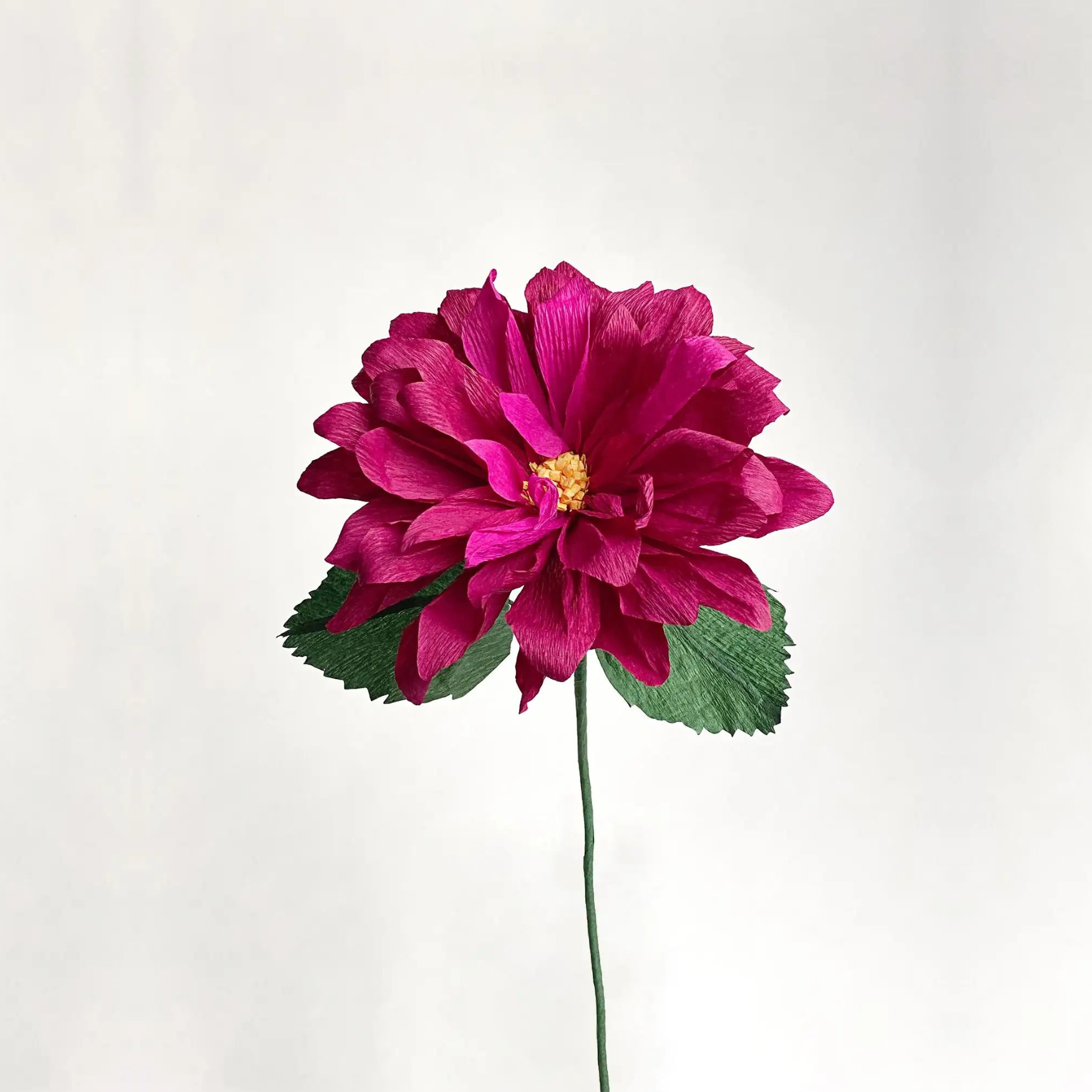 Dahlia Single Stem