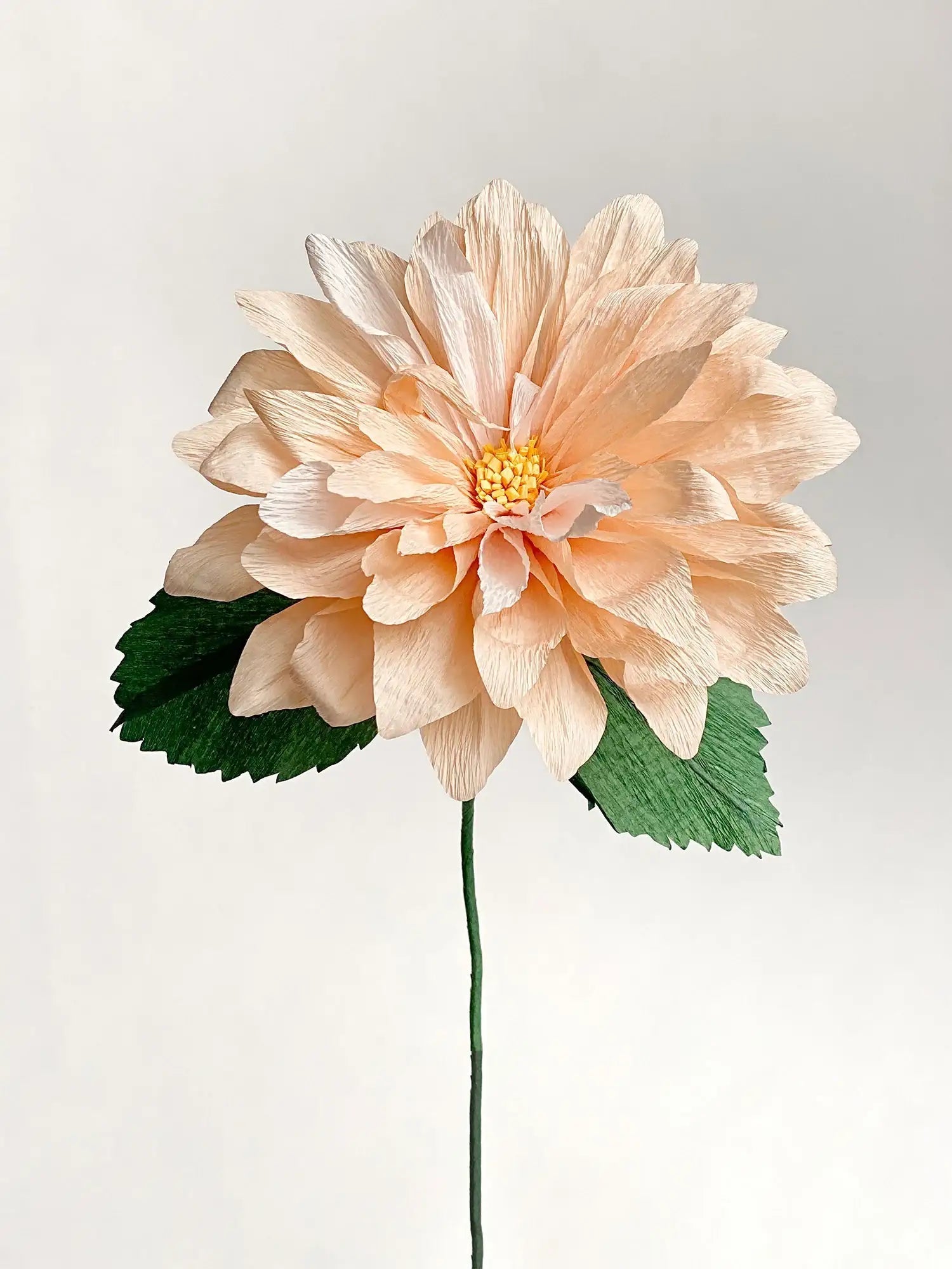 Dahlia Single Stem