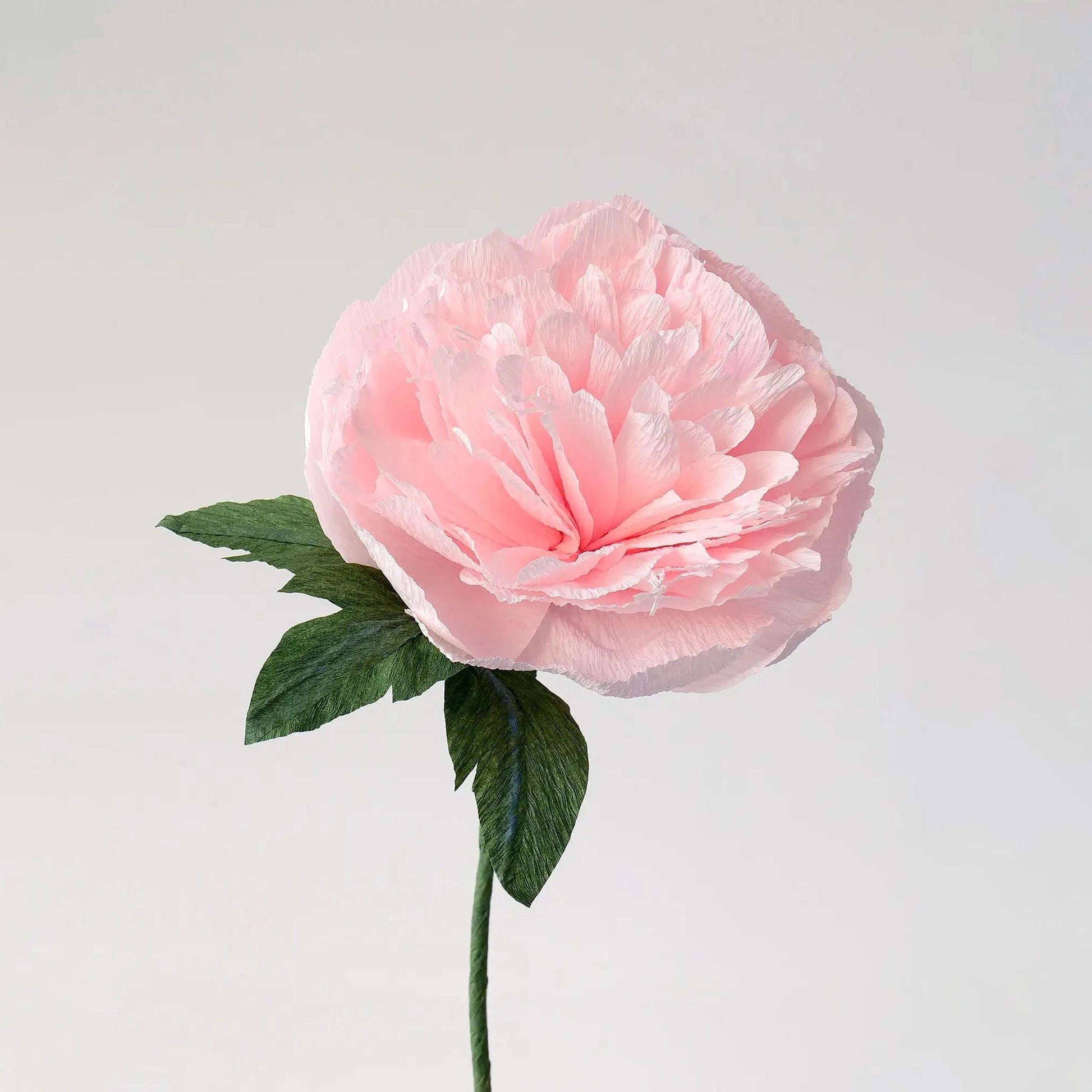 Garden Peony Single Stem