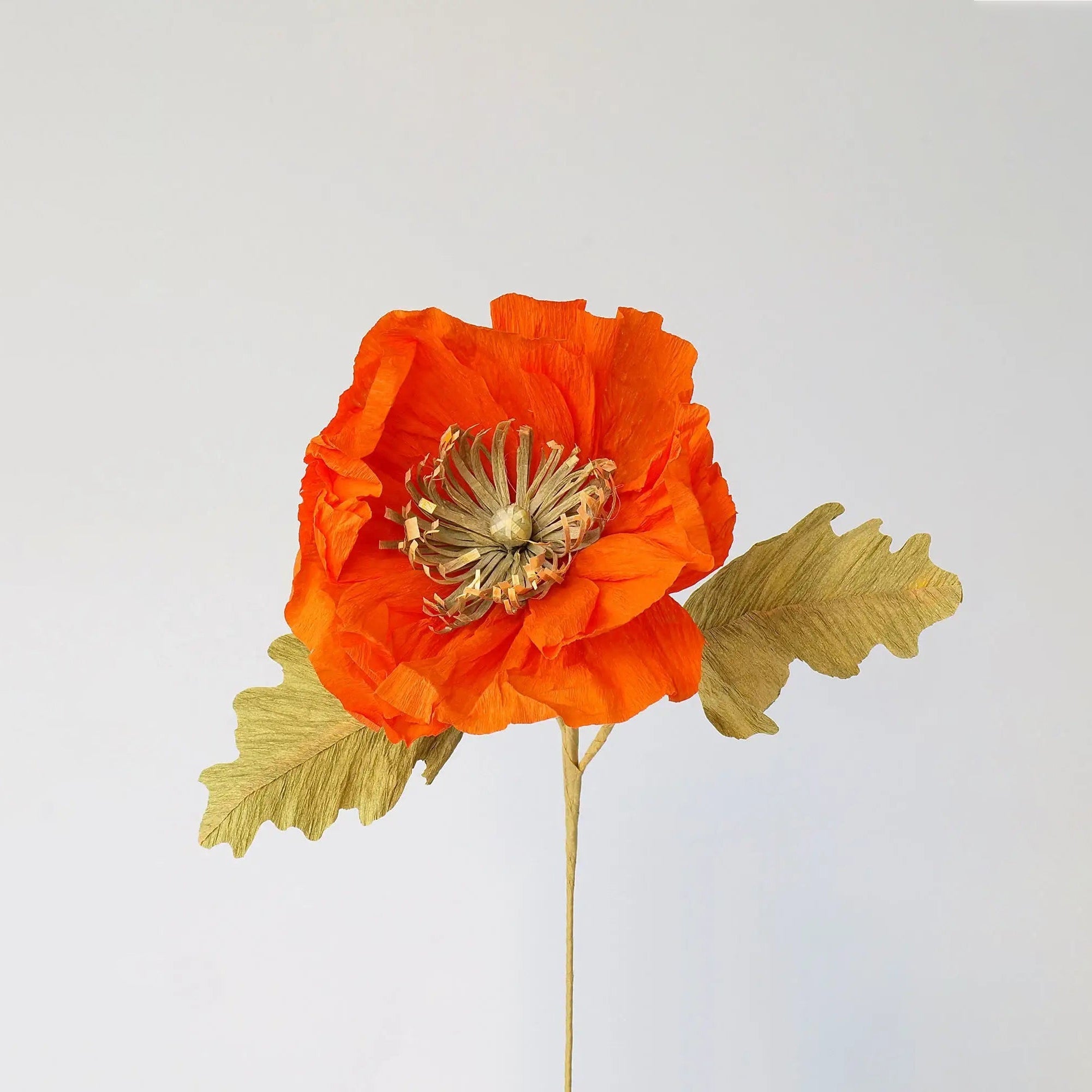 Icelandic Poppy Single Stem