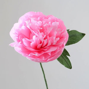 Garden Peony Single Stem
