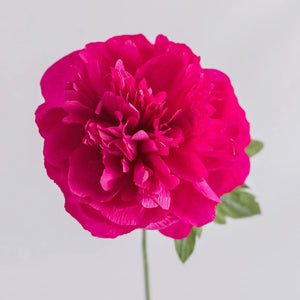 Garden Peony Single Stem