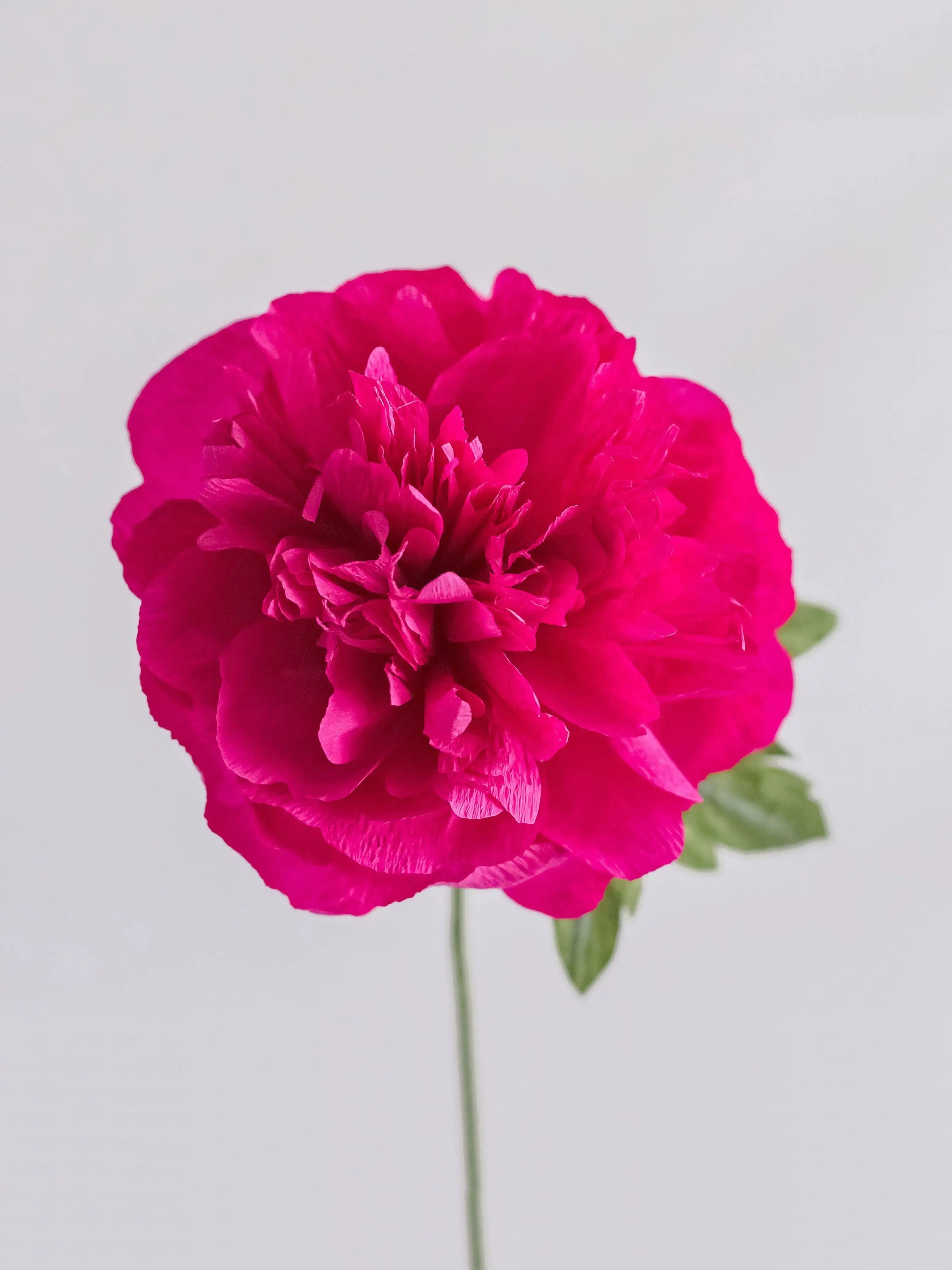 Garden Peony Single Stem