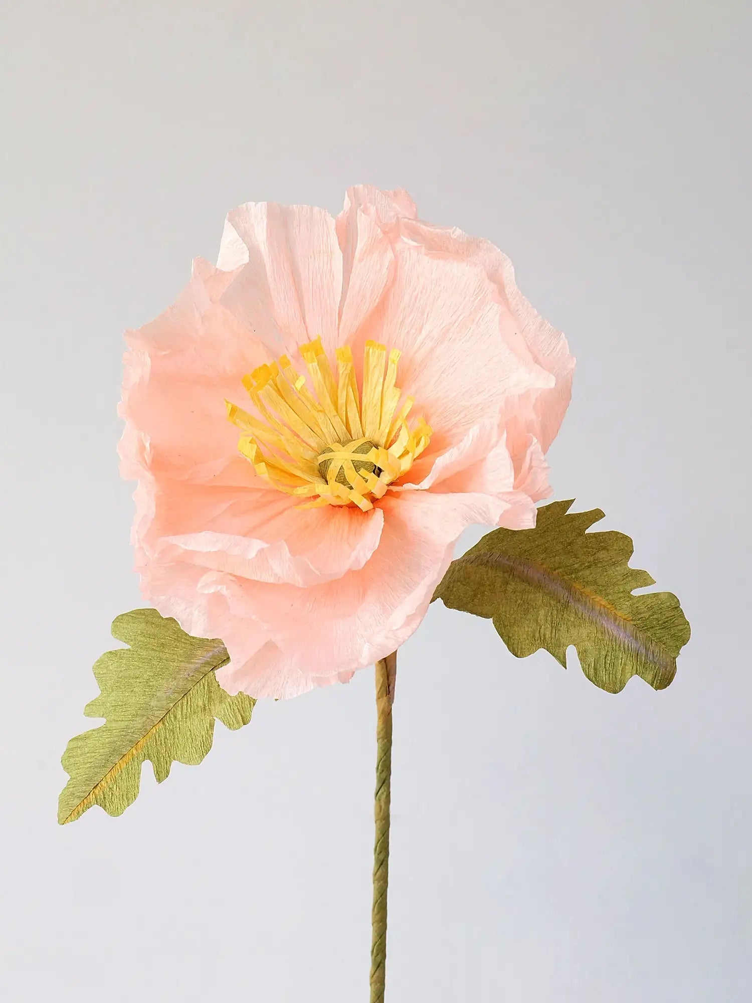 Icelandic Poppy Single Stem