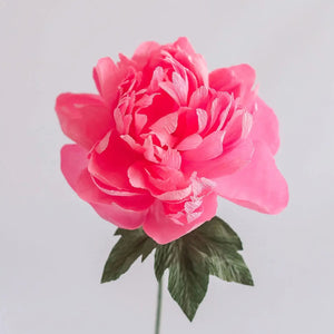 Garden Peony Single Stem