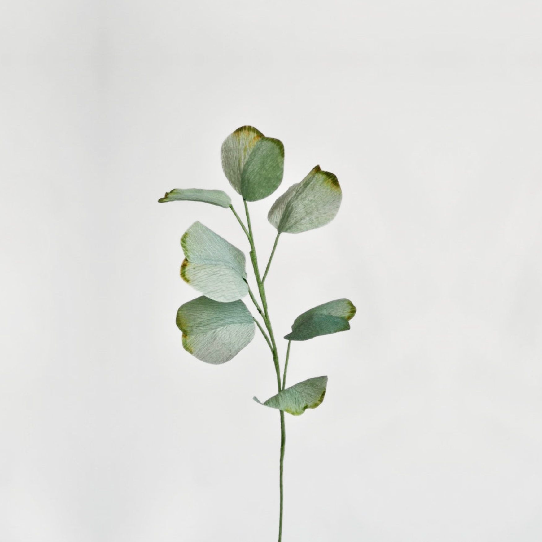 Silver Dollar Eucalyptus Single Stem