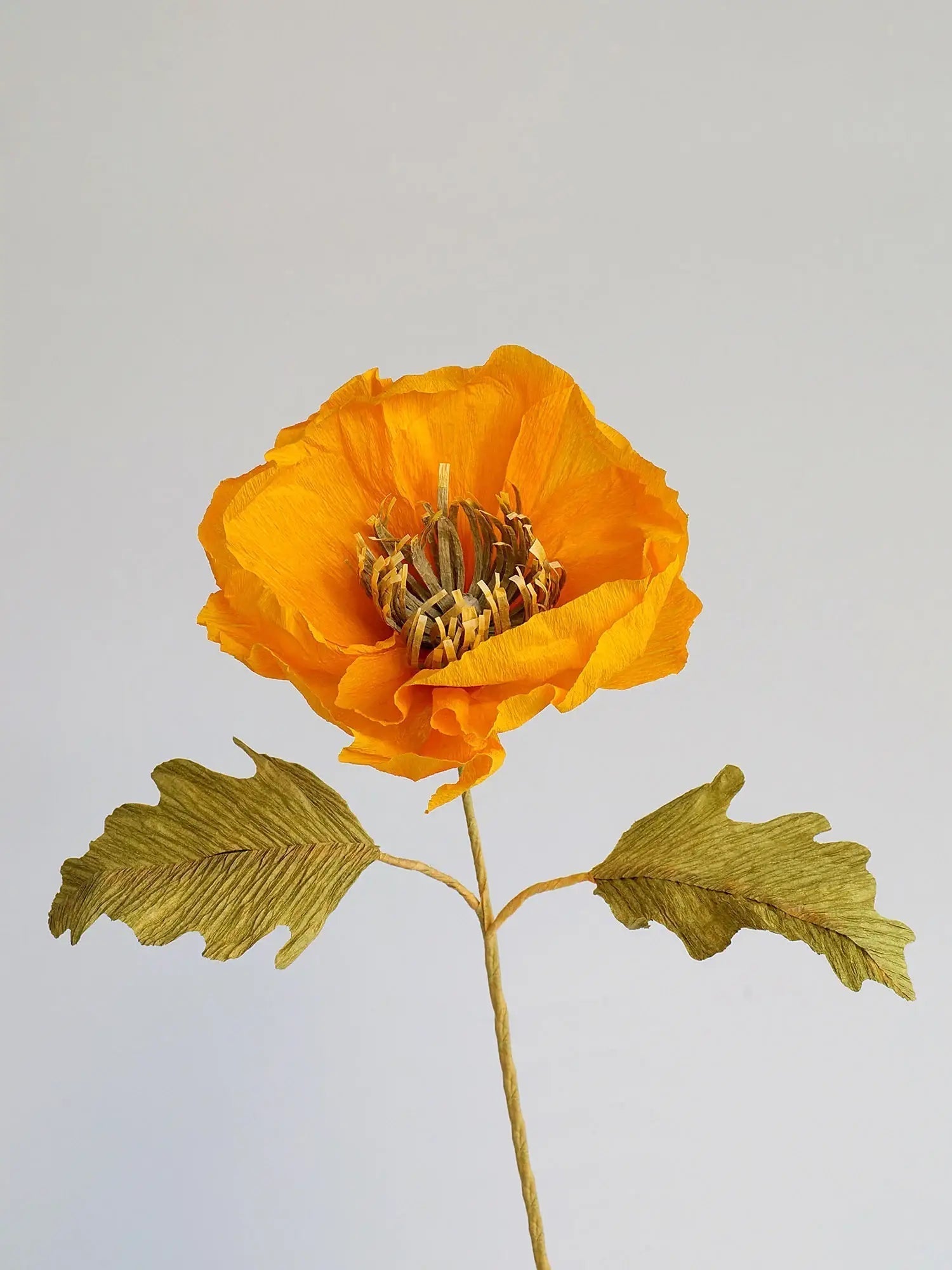 Icelandic Poppy Single Stem