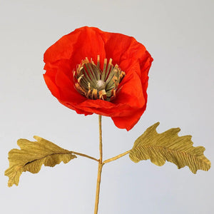 Icelandic Poppy Single Stem