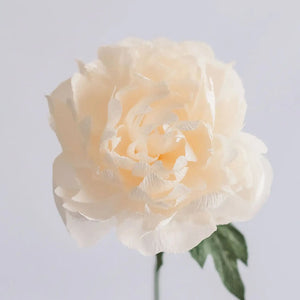 Garden Peony Single Stem