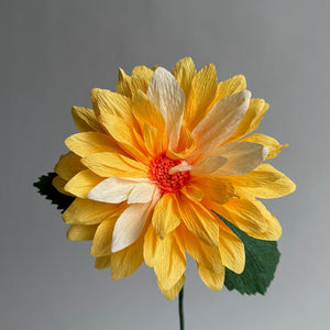 Dahlia Single Stem