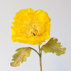 Icelandic Poppy Single Stem