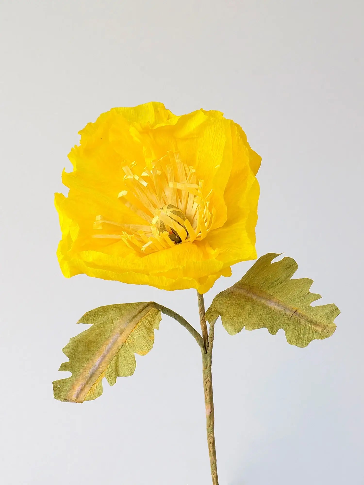 Icelandic Poppy Single Stem