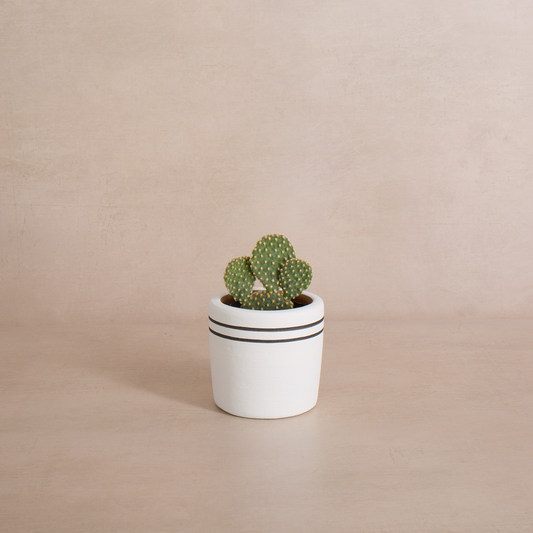 White Stripe Terracotta Planter